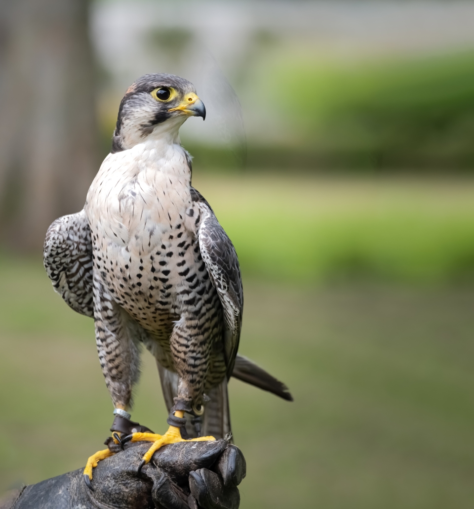 A falcon perched on a glove