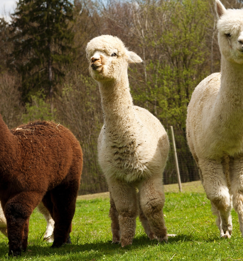 three white alpacas standing with a brown alpaca outside