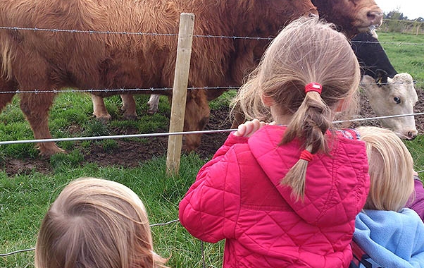 Children looking a highland cows