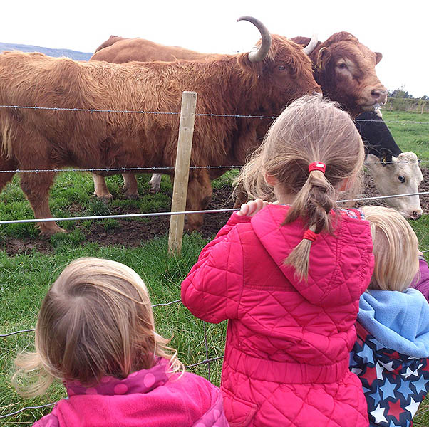 Children looking a highland cows