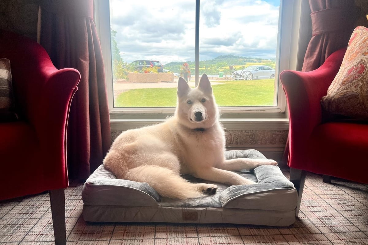 A white dog peacefully resting on a bed, basking in the sunlight streaming through a window.