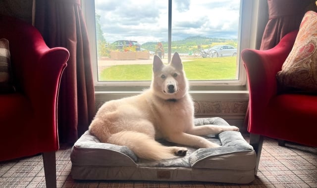 A white dog peacefully resting on a bed, basking in the sunlight streaming through a window.