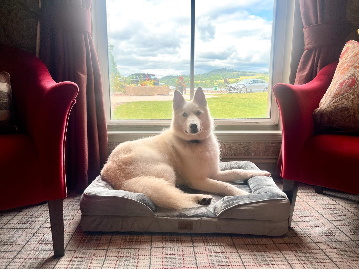 A white dog peacefully resting on a bed, basking in the sunlight streaming through a window.