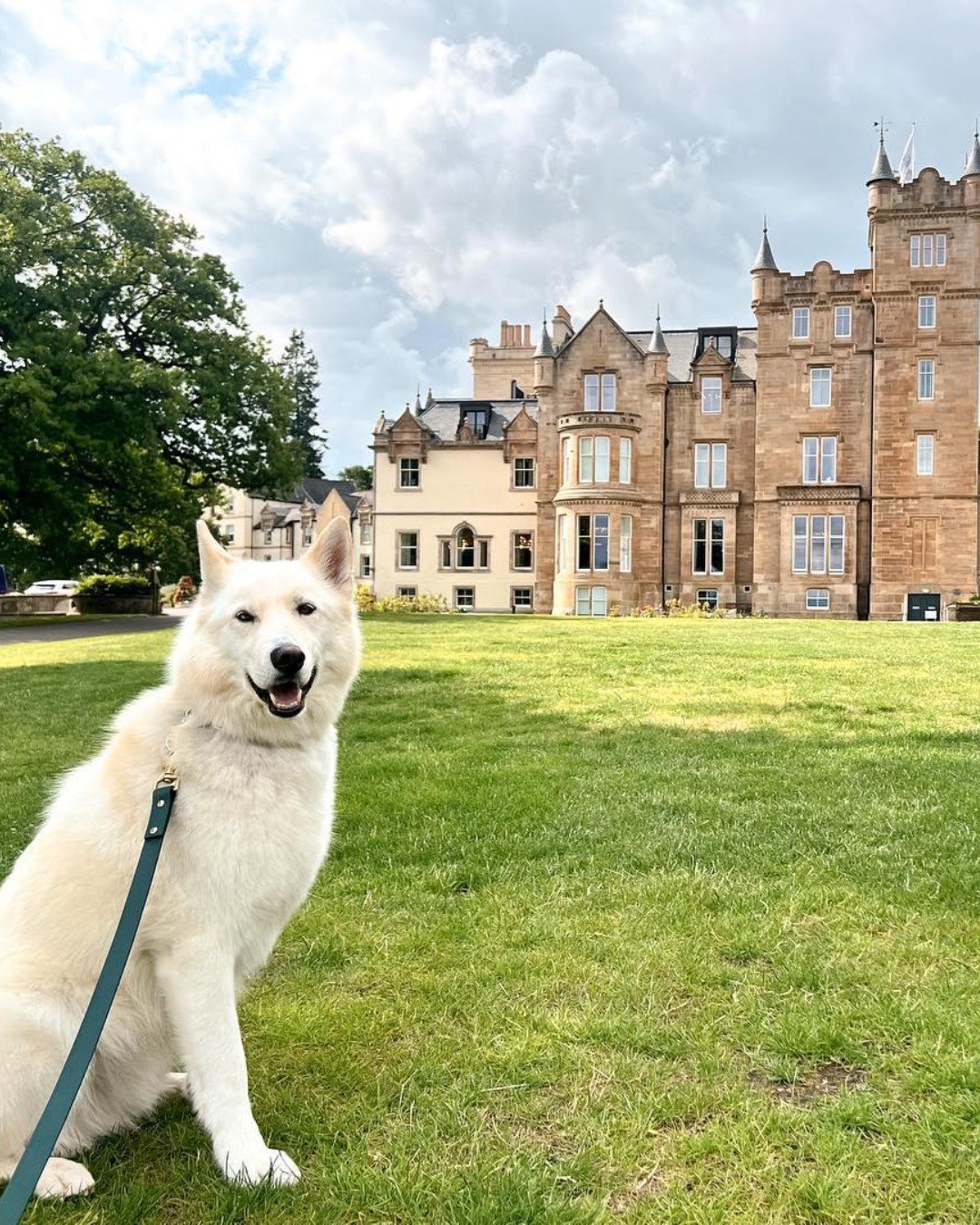 A white dog sitting on grass in front of a large castle at Cameron House.