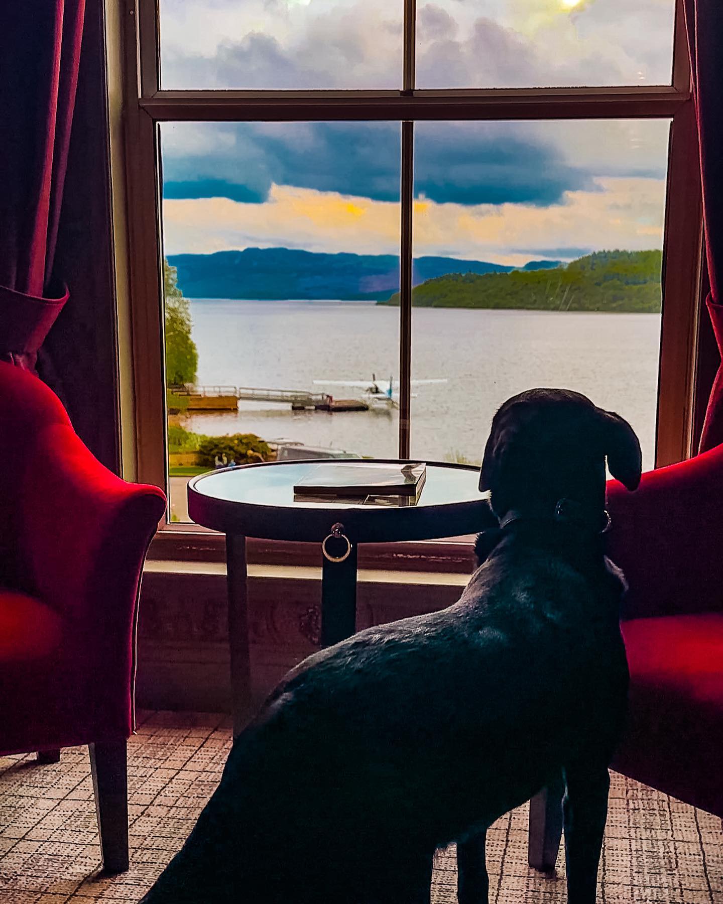 A dog sitting in a chair, gazing out a window, captivated by the view outside.