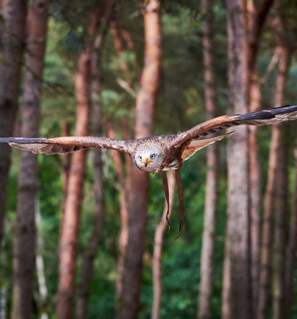a falcon in flight