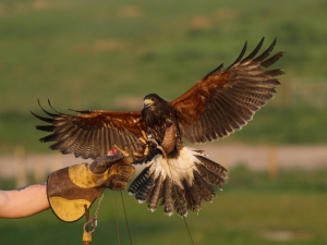 a hawk landing on a handlers glove