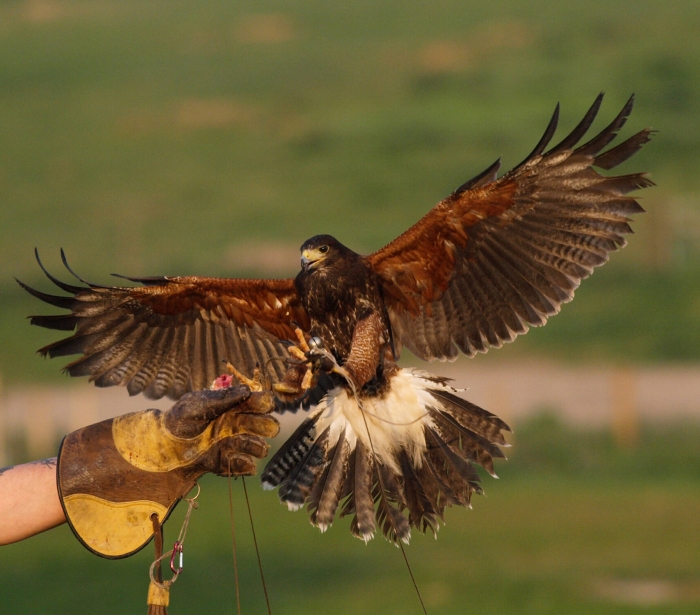 a hawk landing on a handlers glove