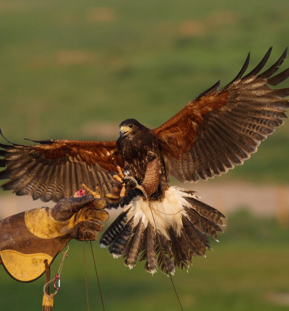 a hawk landing on a handlers glove