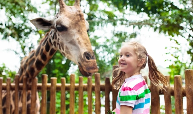 Girl feeding a giraffe