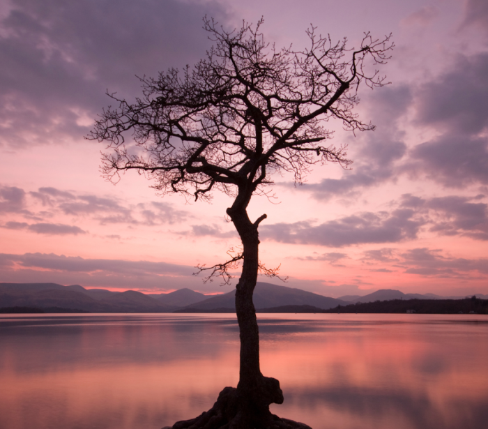 The Lone Tree at Milarrochy Bay at dusk.